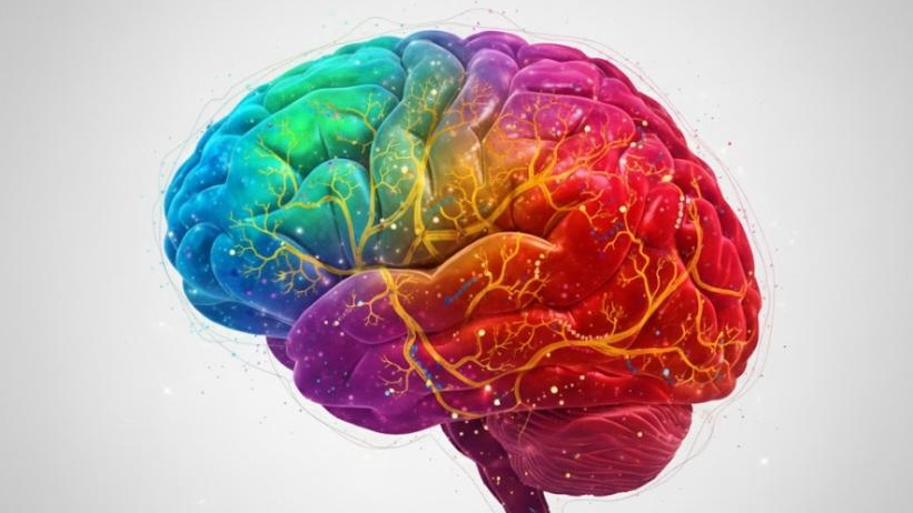 O incrível primeiro mapa do desenvolvimento do cérebro que mostra como células-tronco se transformam em neurônios